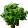 Cubic Leaves
