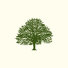 Oak Shaders