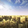 Panorama of a wheat field by Beluimem